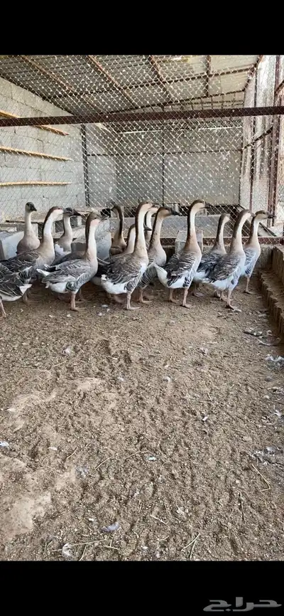 وز عراقي index