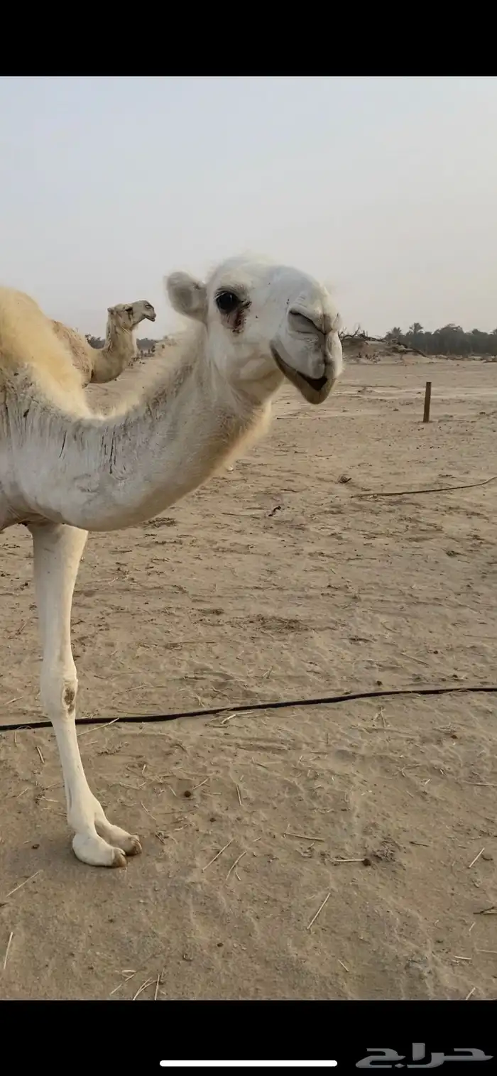 ماشاءالله تبارك الله وافلح من ذكر الله بعير منتج على كساب 9