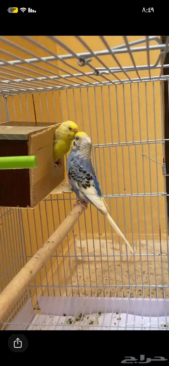 زوج بادجي للبيع العمر 3سنوات منتج بأذن الله 0