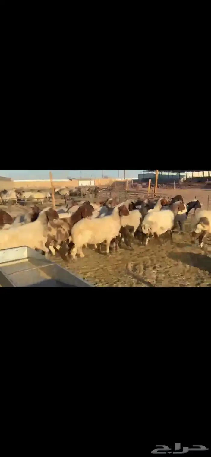 غنم نعيم دفيع 2