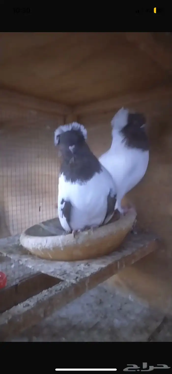 للبيع جوز سوداني امريكي 0