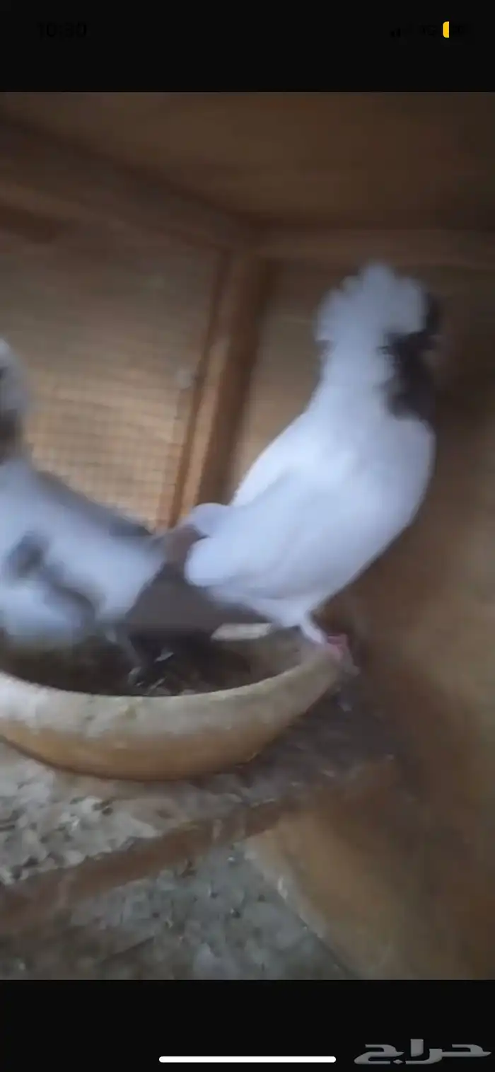 للبيع جوز سوداني امريكي 8