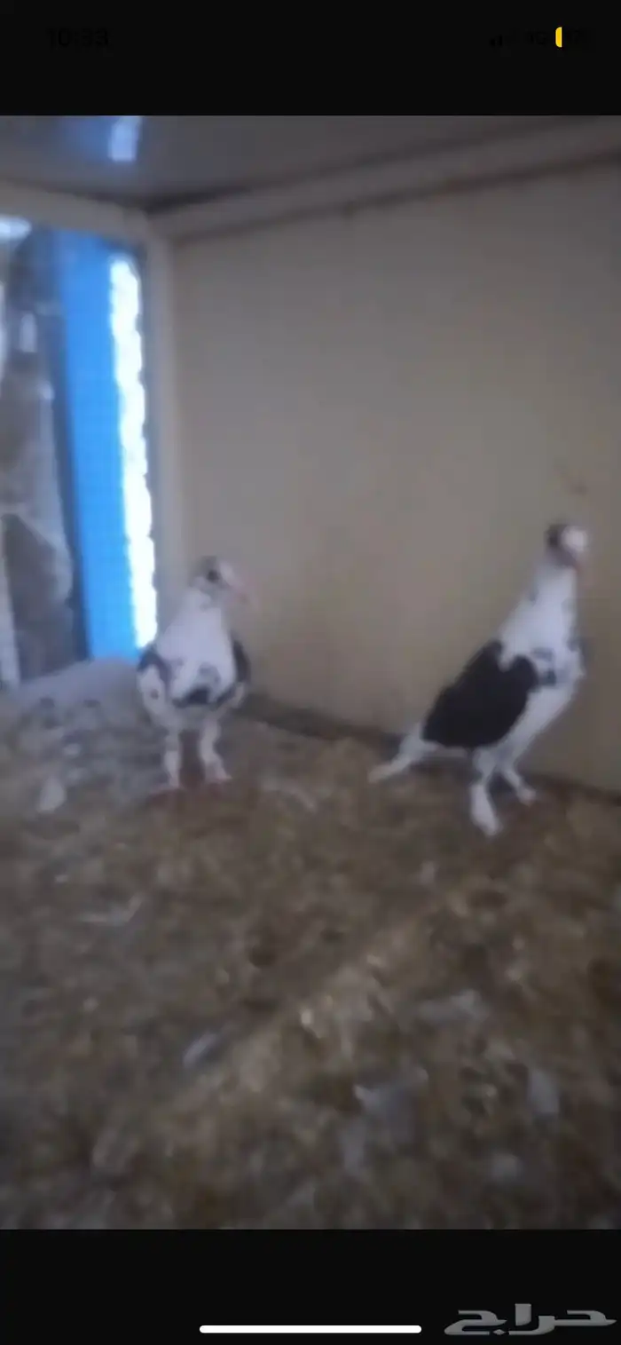 للبيع حمام عروب 2