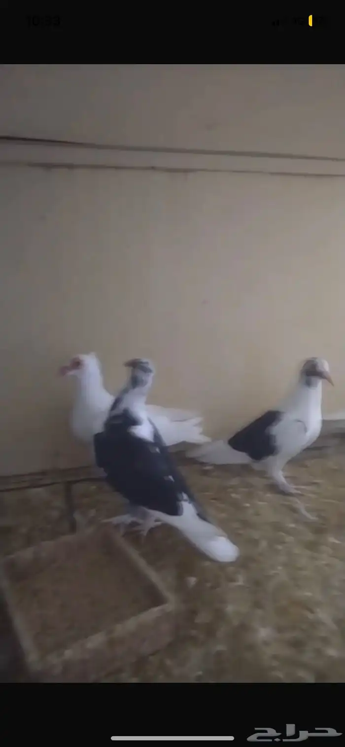 للبيع حمام عروب 1