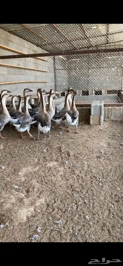 وز عراقي index