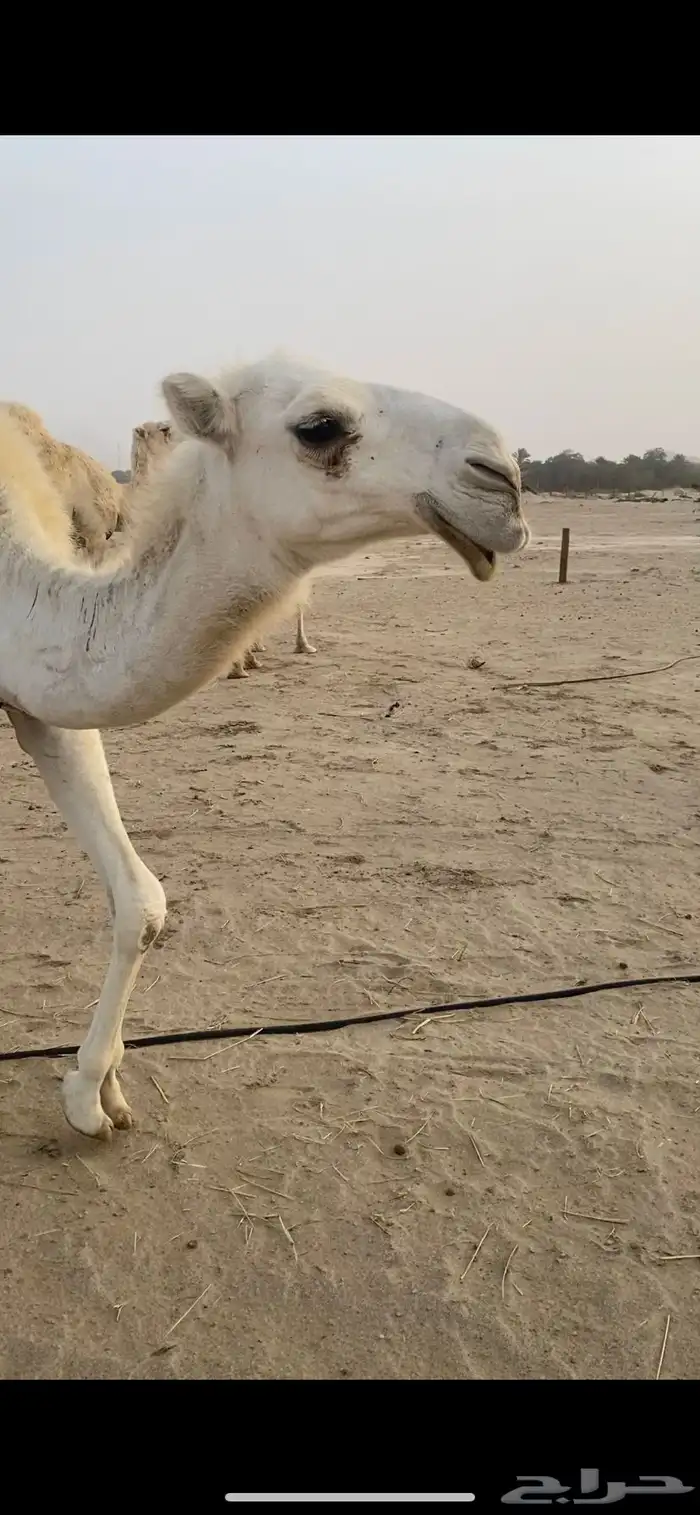 ماشاءالله تبارك الله وافلح من ذكر الله بعير منتج على كساب 7