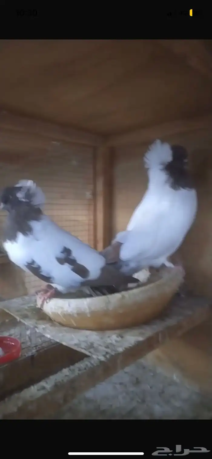 للبيع جوز سوداني امريكي 4