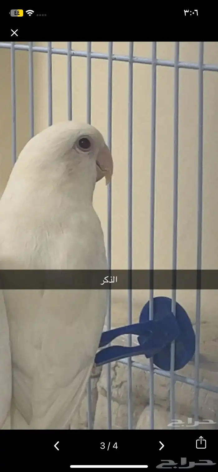 زوج روز البينو مومنج 2