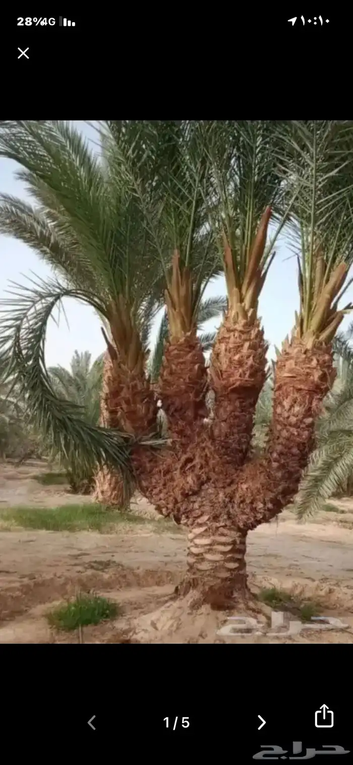 لعبه شوز.ل نظيفه للبيع 0