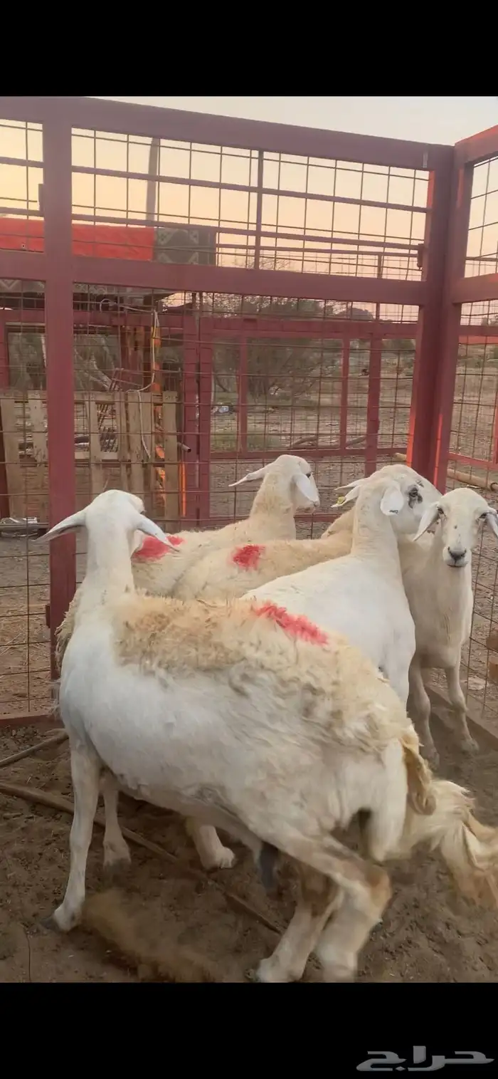 غنام حريه حوال وعلى السوم 0