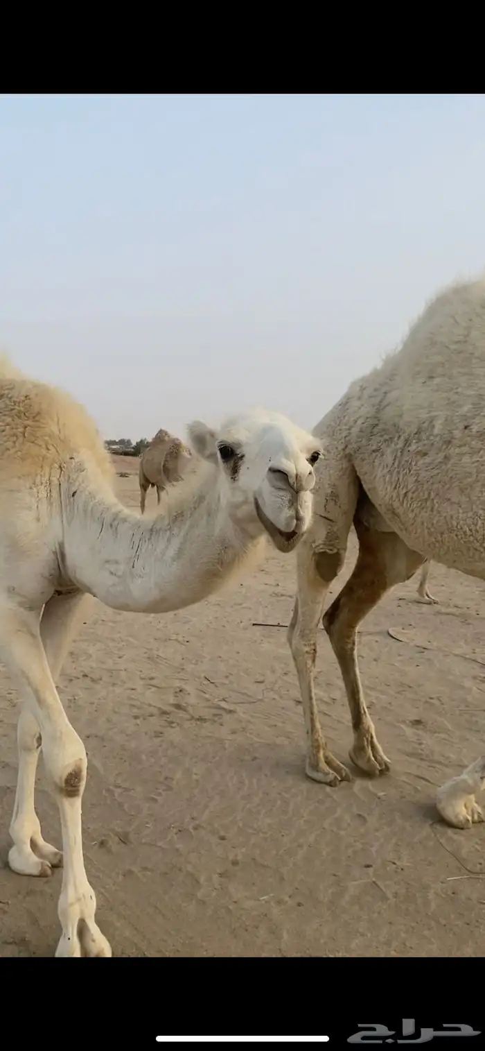 ماشاءالله تبارك الله وافلح من ذكر الله بعير منتج على كساب 10