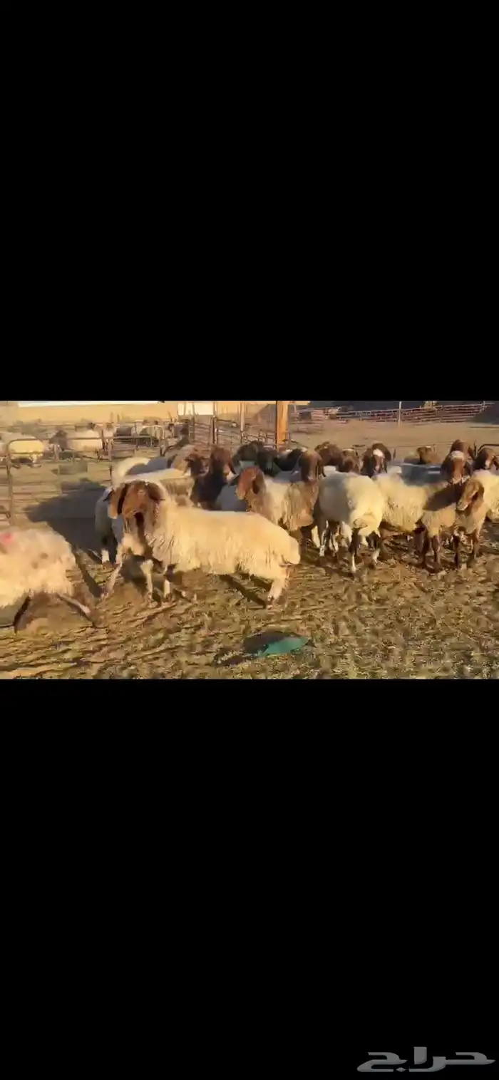 غنم نعيم دفيع 3