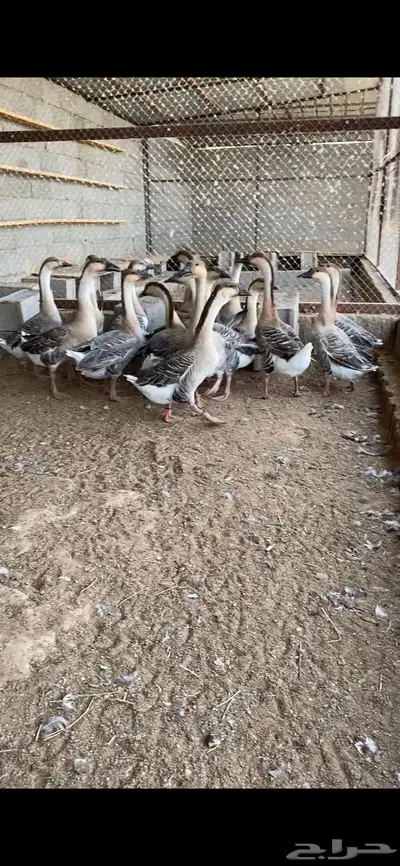 وز عراقي index