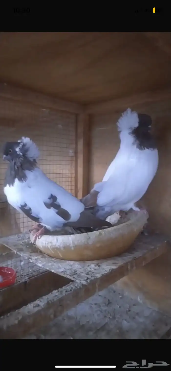 للبيع جوز سوداني امريكي 5