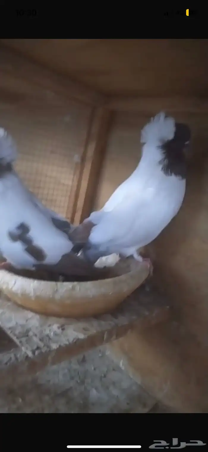 للبيع جوز سوداني امريكي 6