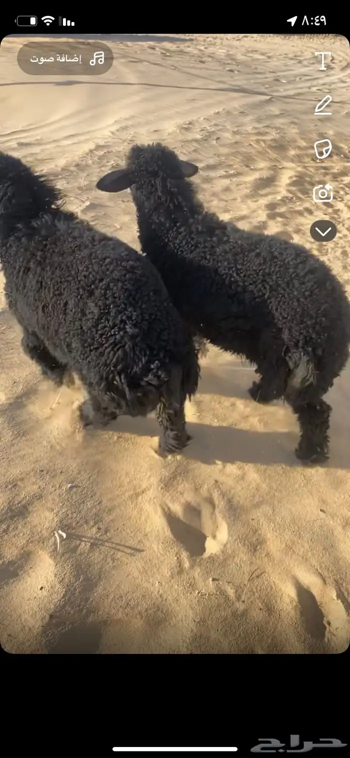خروف و رخل العمر 3 شهور ونص سمان فل عرب 0