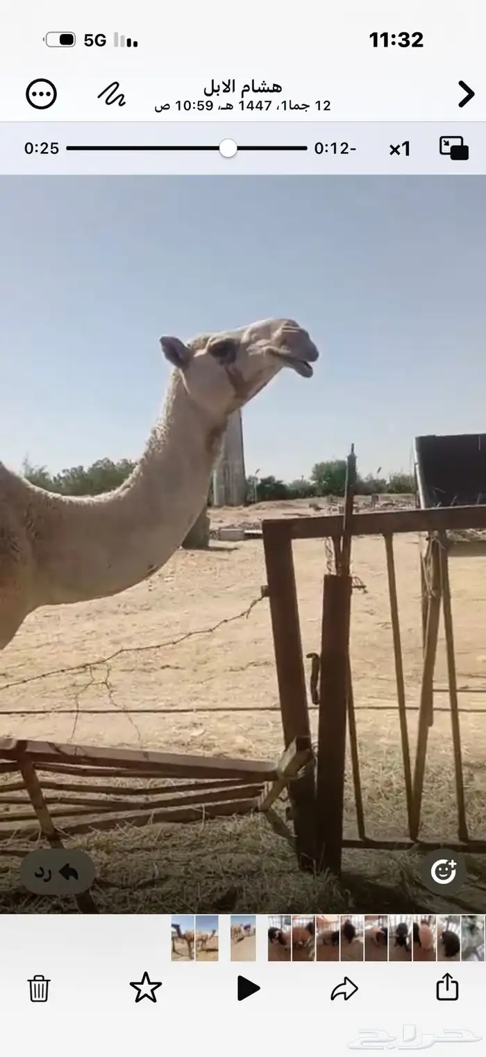 جذعات صفراء وحبشاء للبيع وحده 0