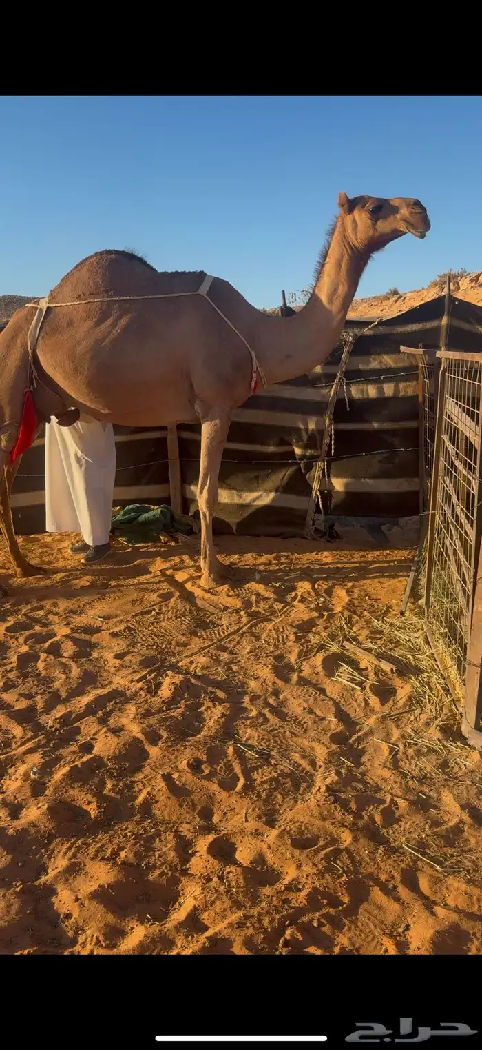 عشرا حمرا بنتها بكره 1