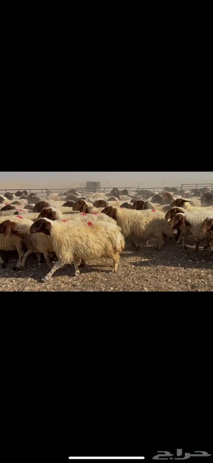 غنم نعيم مراح 1