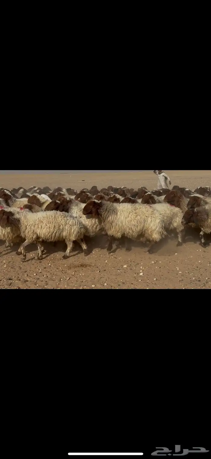 غنم نعيم دفيع 4