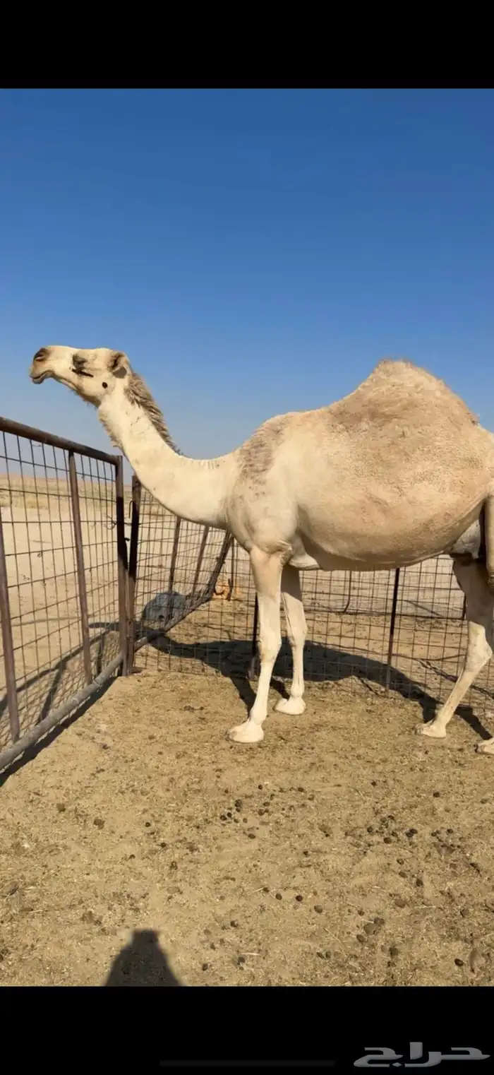 خلفه كفو كفو باتليه 3