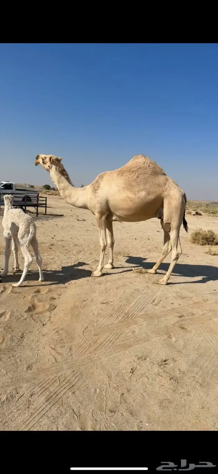 خلفه كفو كفو باتليه 0