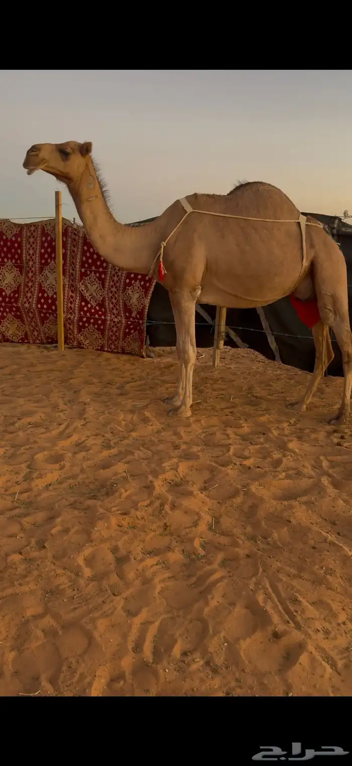 عشرا حمرا بنتها بكره 2