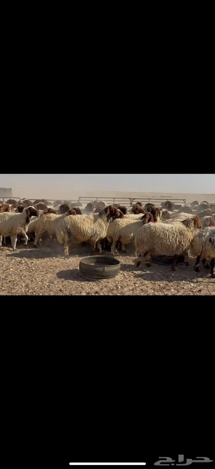 غنم نعيم مراح 3