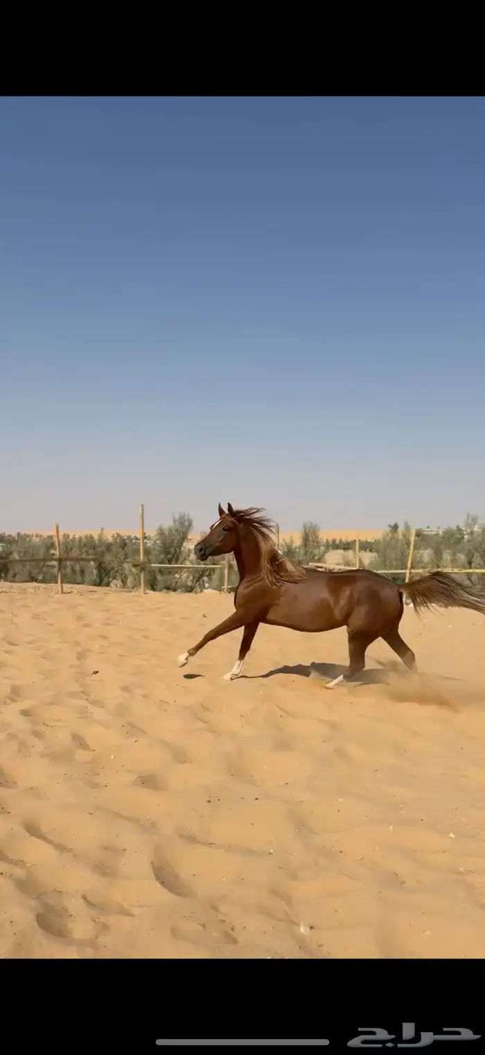 فرس معها مهره 1