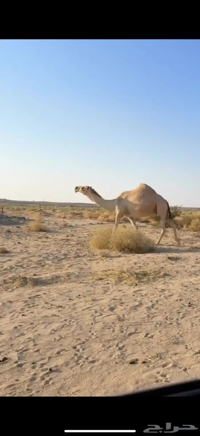 خلفه كفو كفو باتليه 4