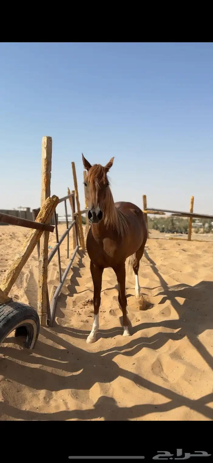 فرس معها مهره 4