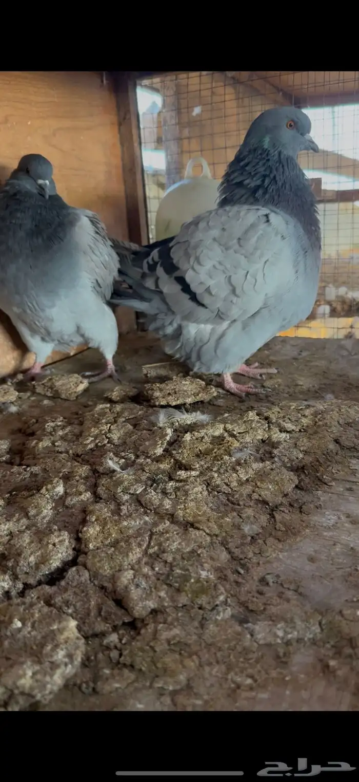 جوز فريش شبابات 2