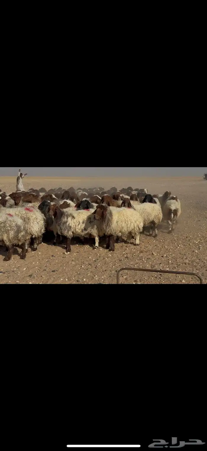 غنم نعيم دفيع 0