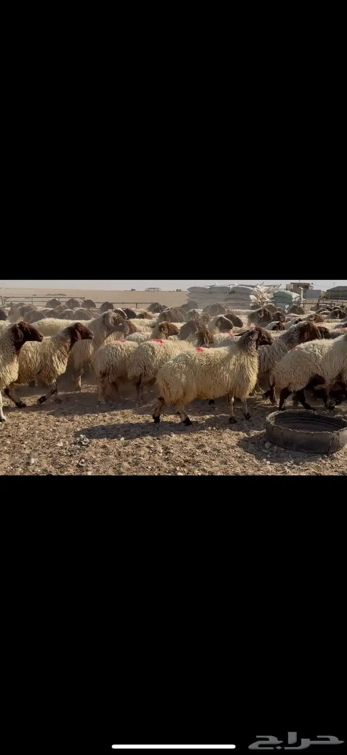 غنم نعيم مراح 7