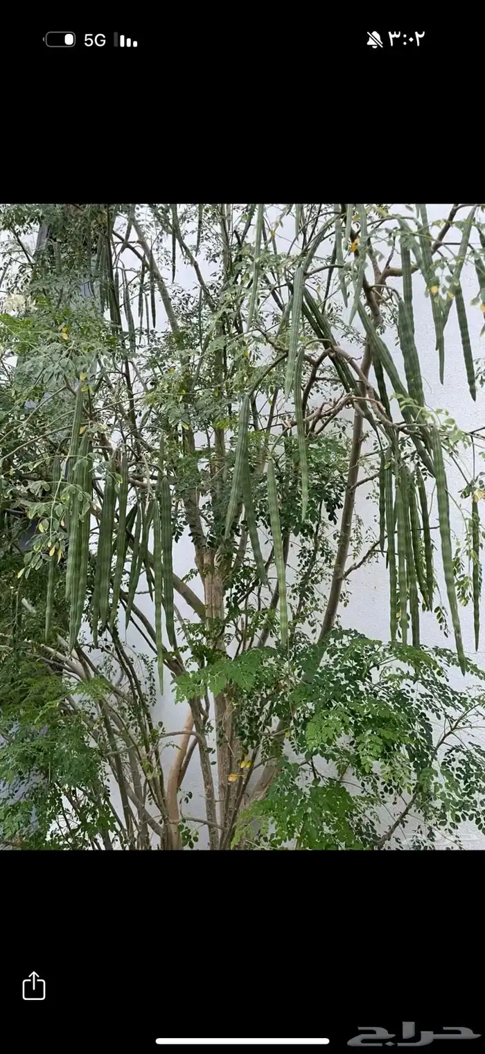 بذور المورينقا واوراق المورينقا على مويه المطر والابيار 3