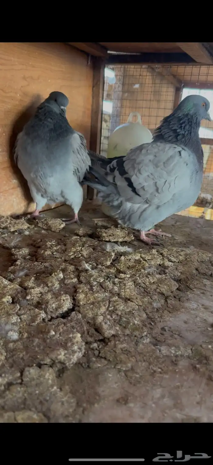 جوز فريش شبابات 1