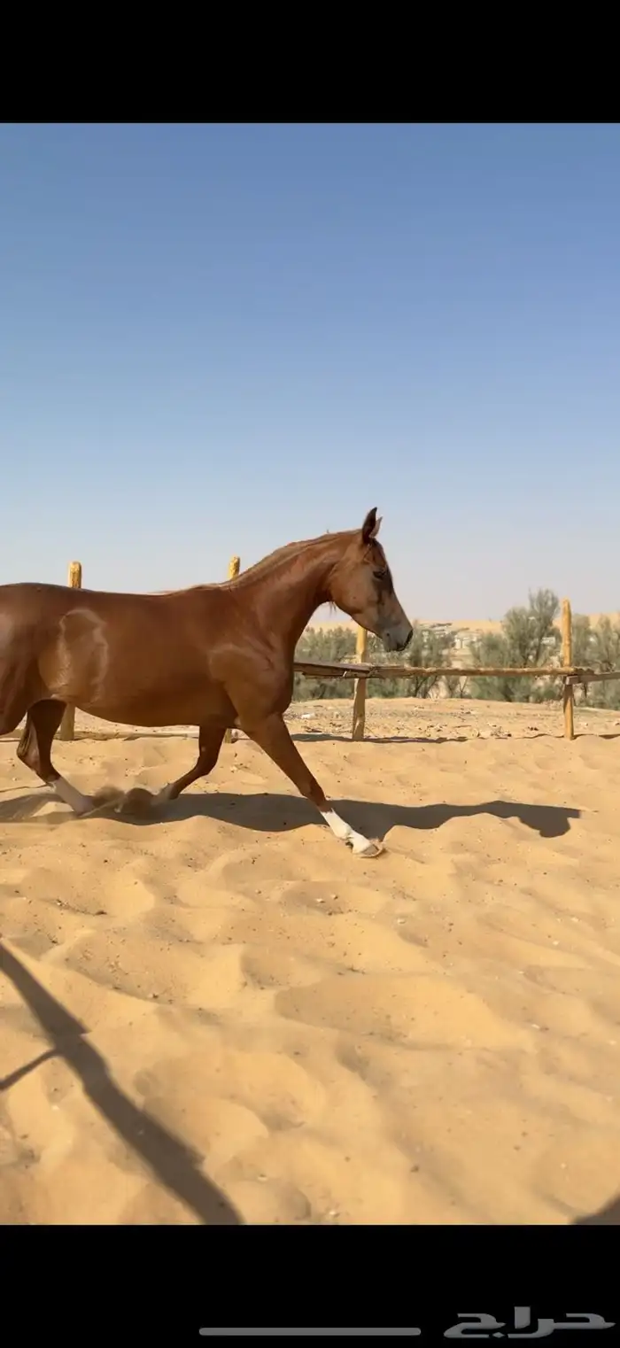 فرس معها مهره 0