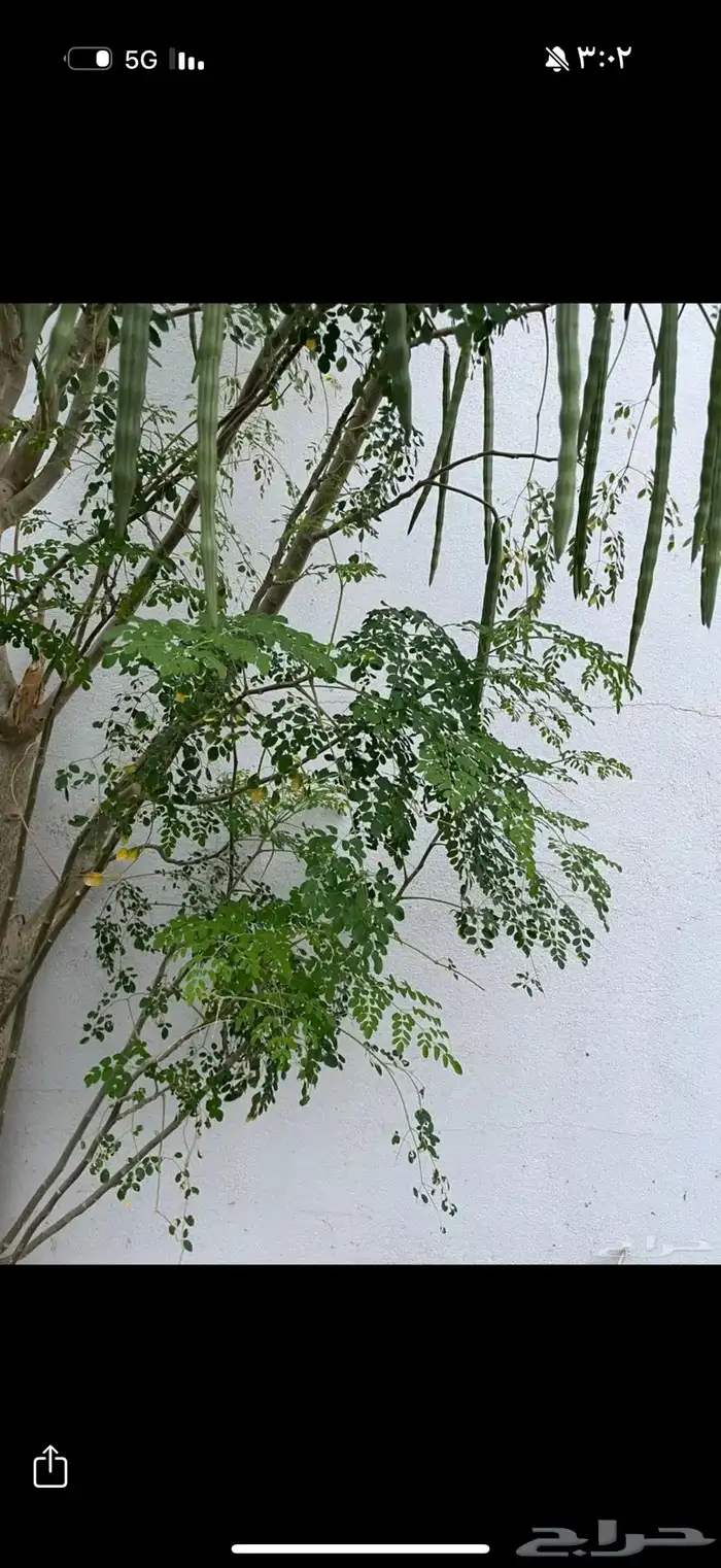 بذور المورينقا واوراق المورينقا على مويه المطر والابيار 1