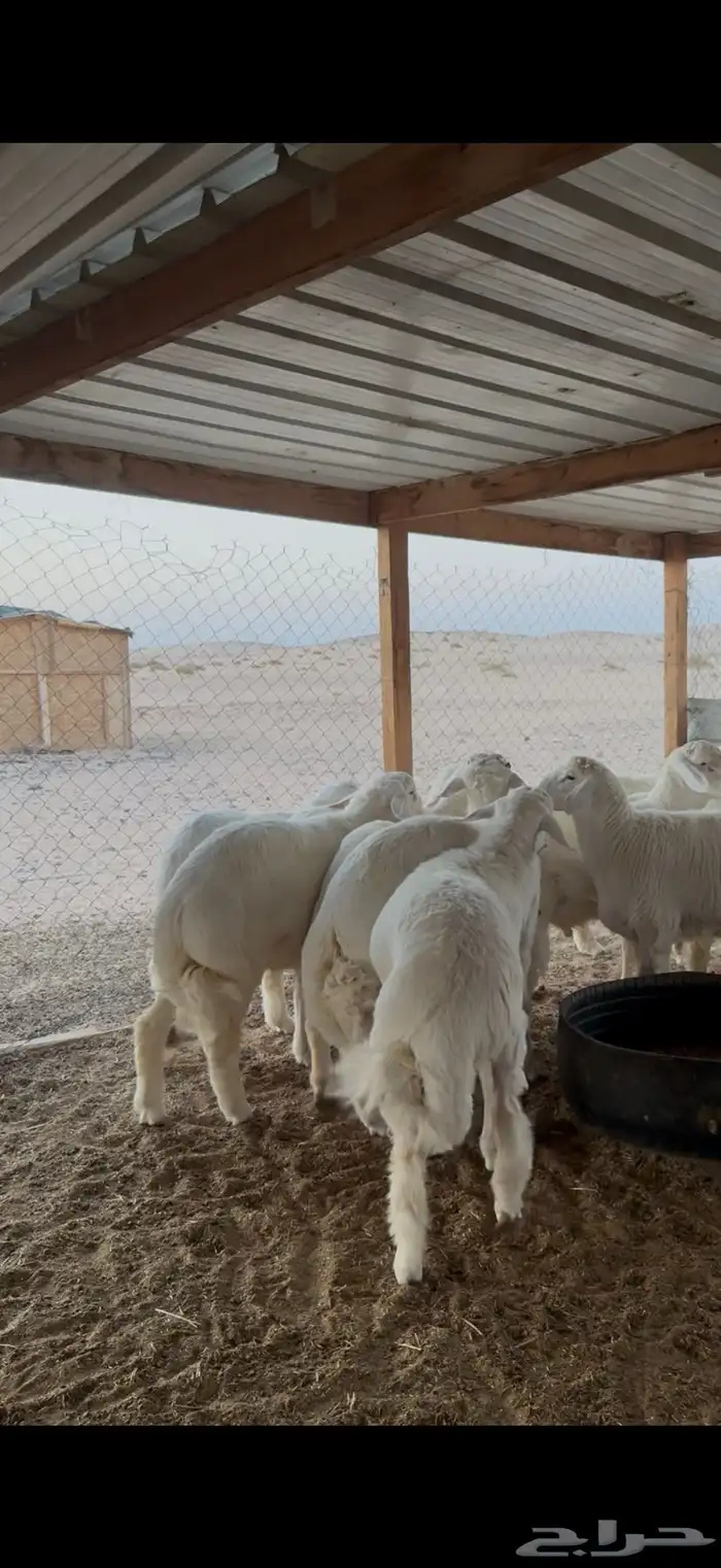 ذبايح ذبيحه حري تيوس يوجد تمارا 4