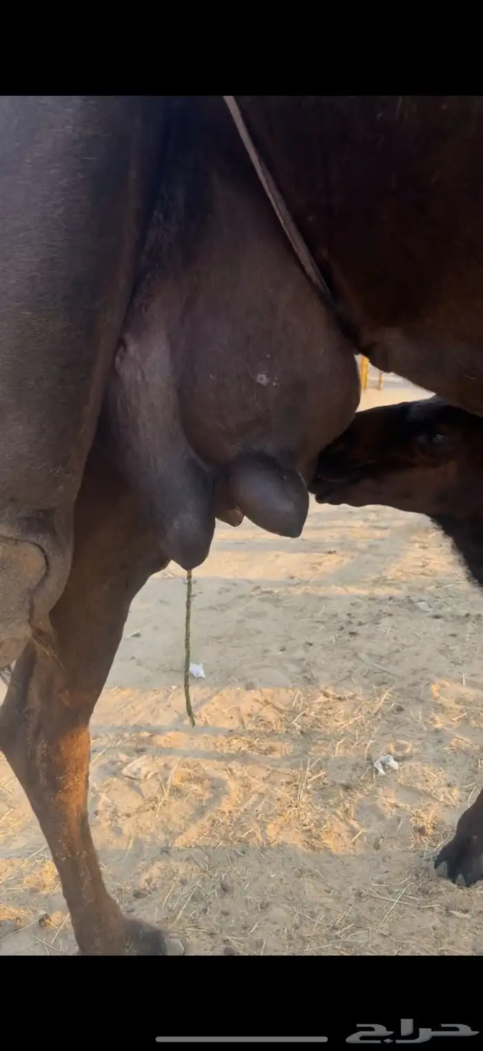 خلفه منيحه 2