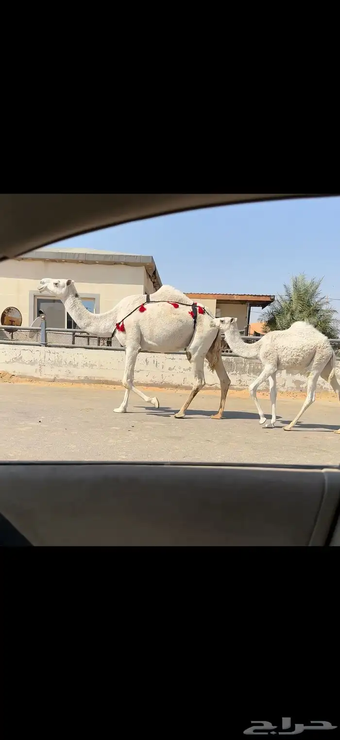 عشراء وضحاء تحتها بكره 7