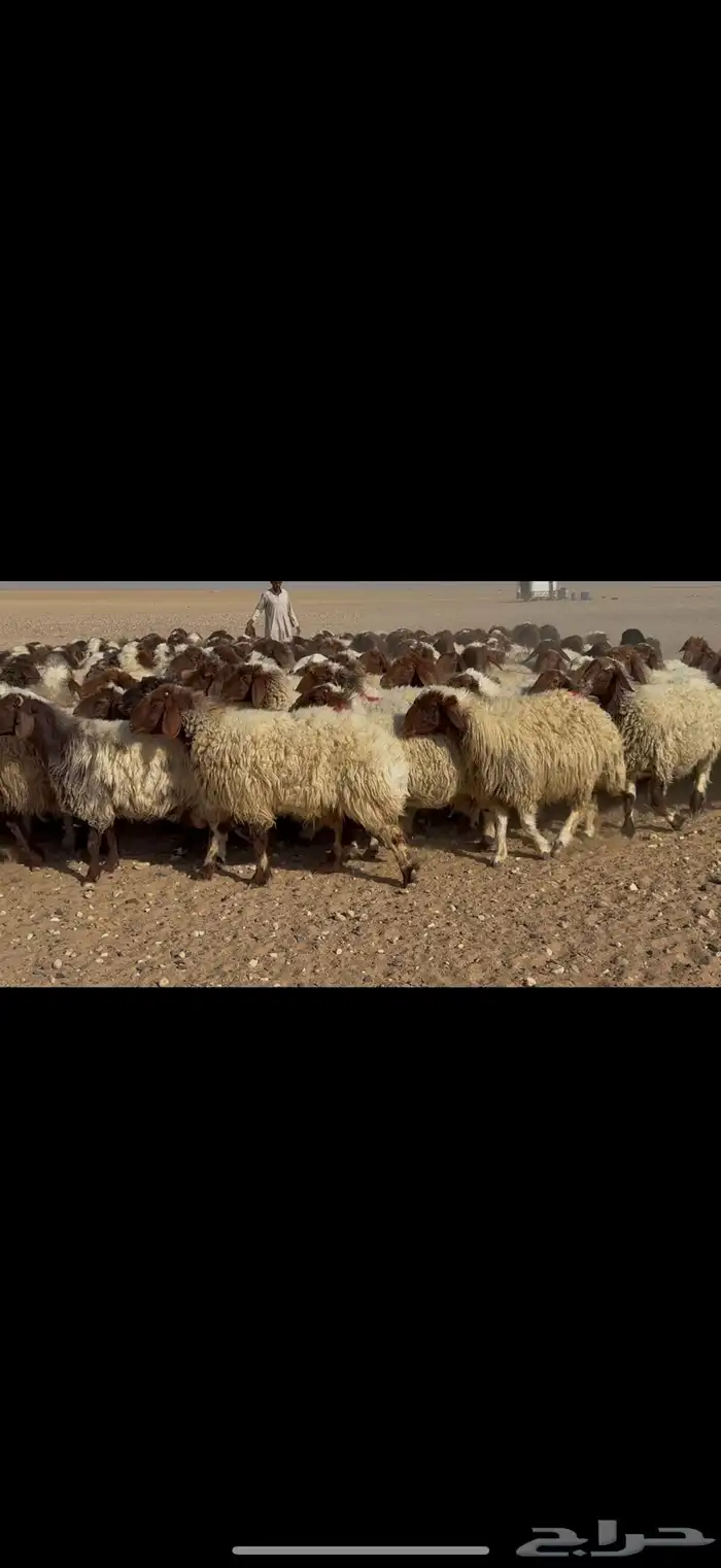 غنم نعيم دفيع 5