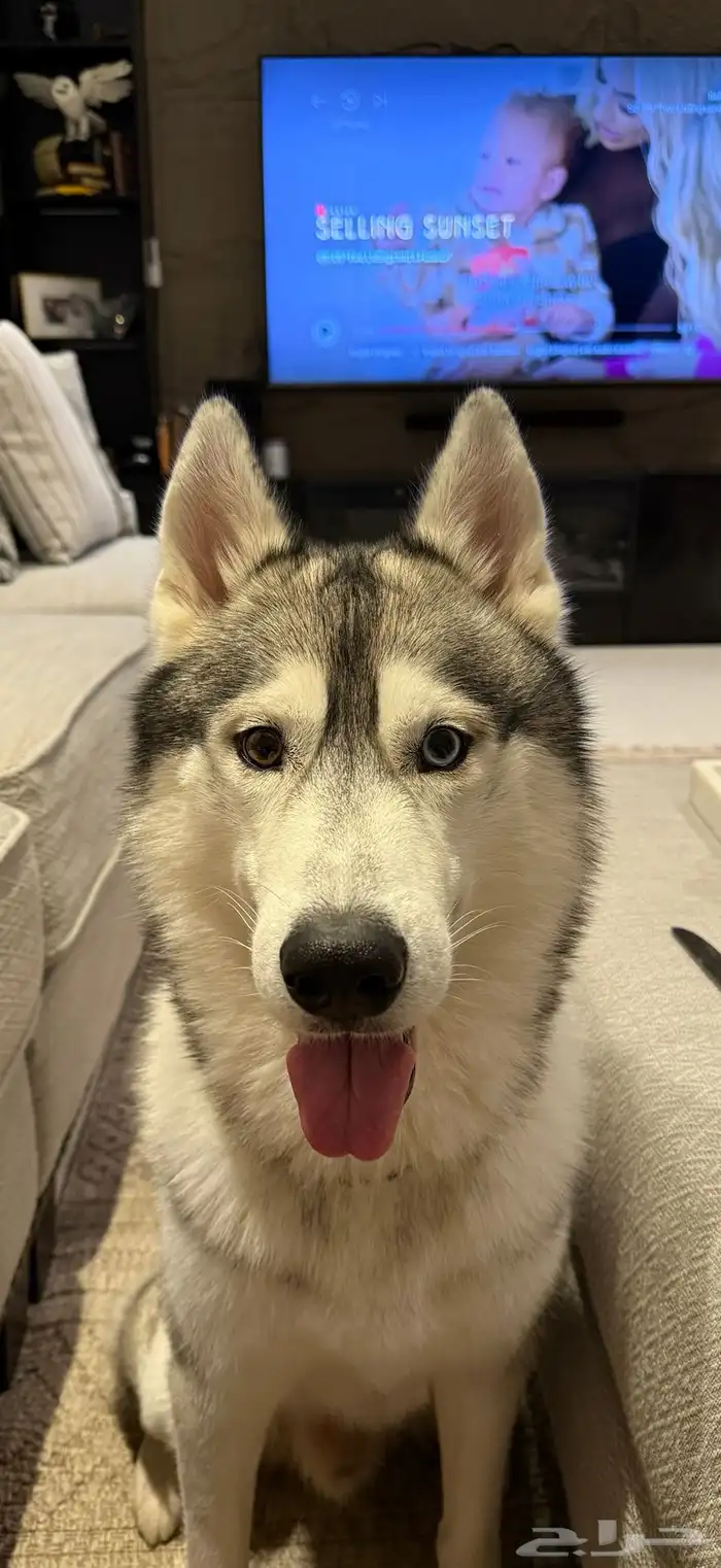 كلاب هاسكي للتبني بمبلغ رمزي 0