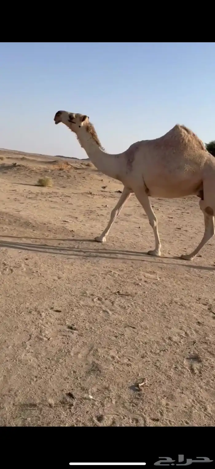 خلفه كفو كفو باتليه 6