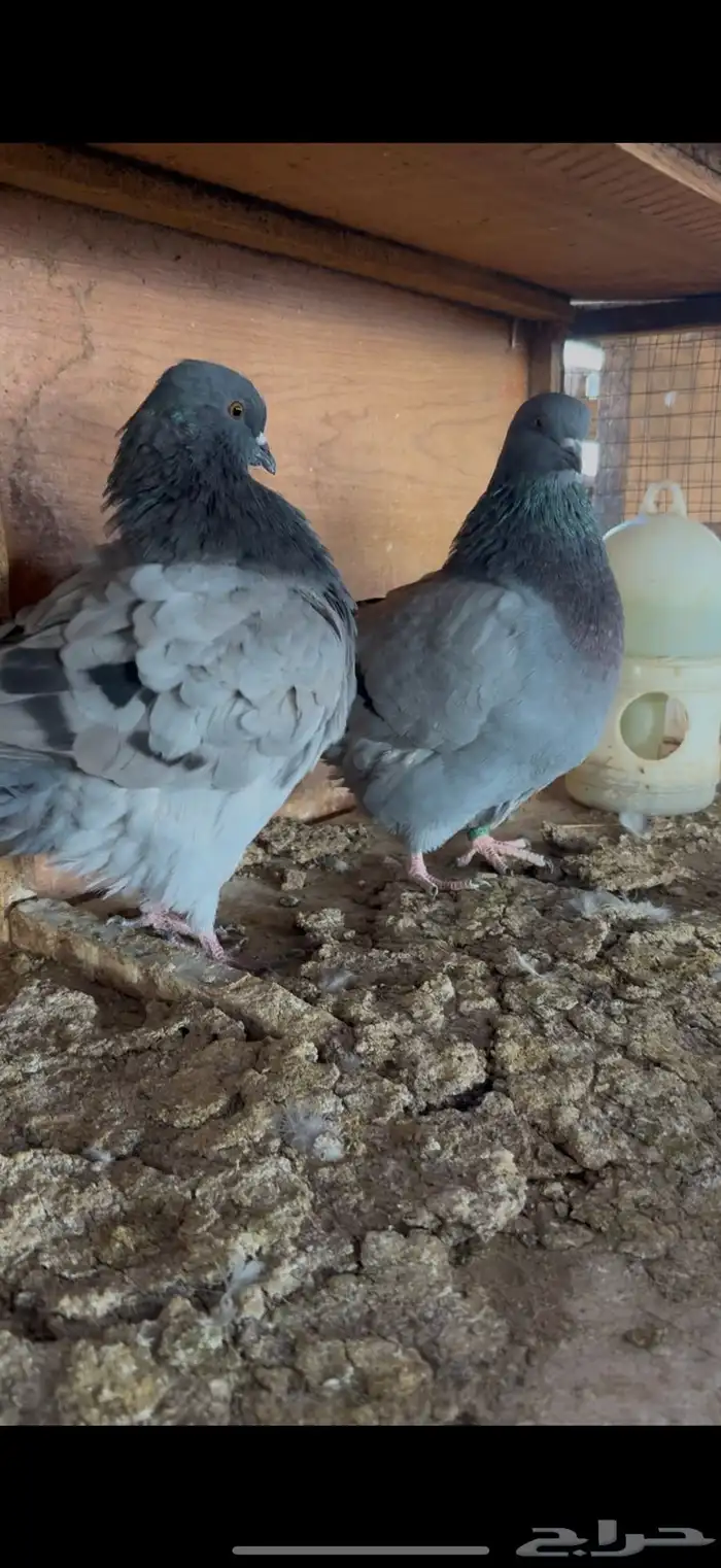 جوز فريش شبابات 0