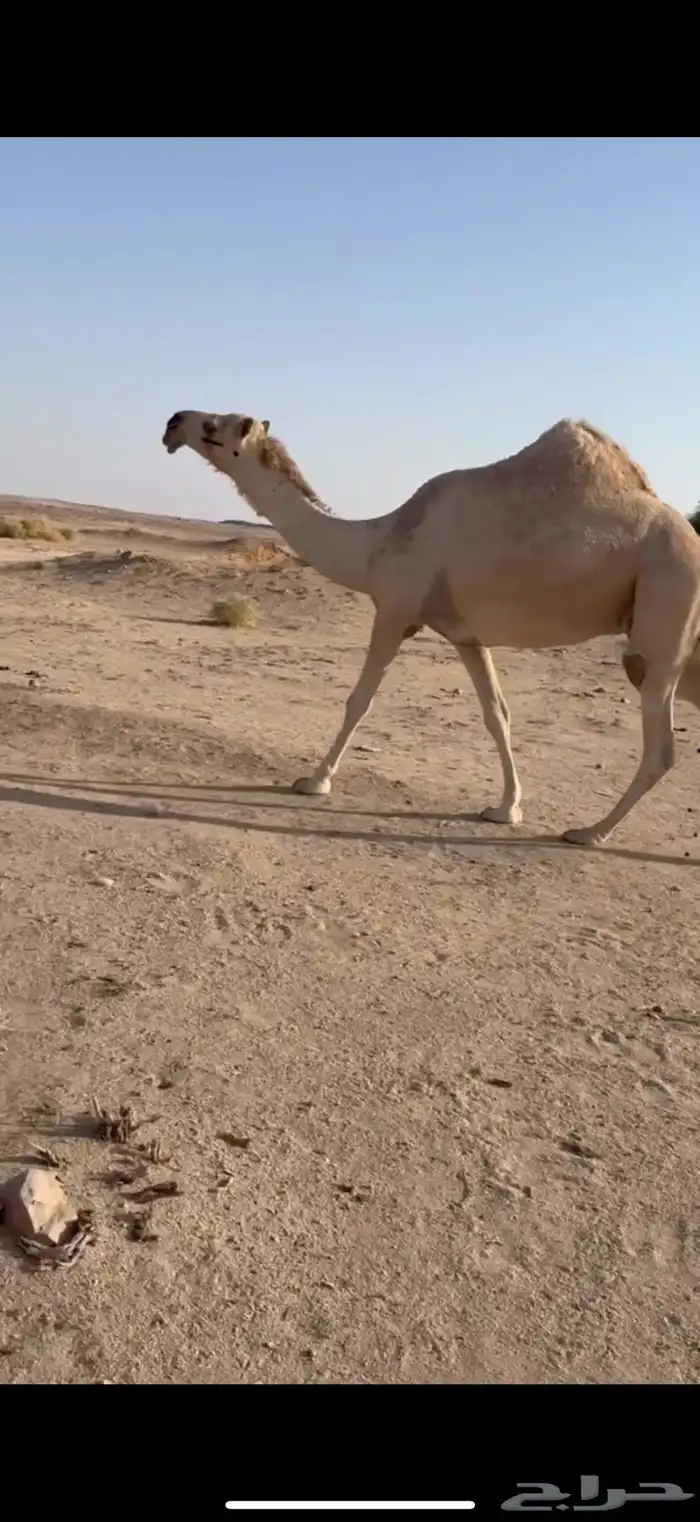 خلفه كفو كفو باتليه 7