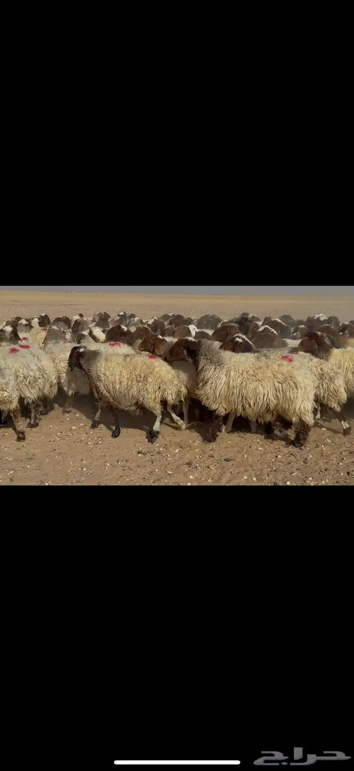 غنم نعيم دفيع 1