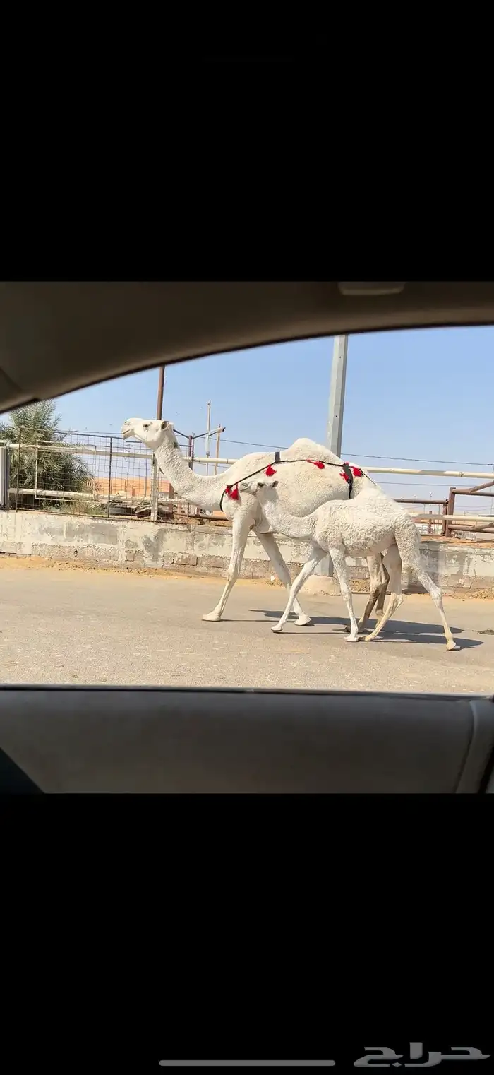 عشراء وضحاء تحتها بكره 2