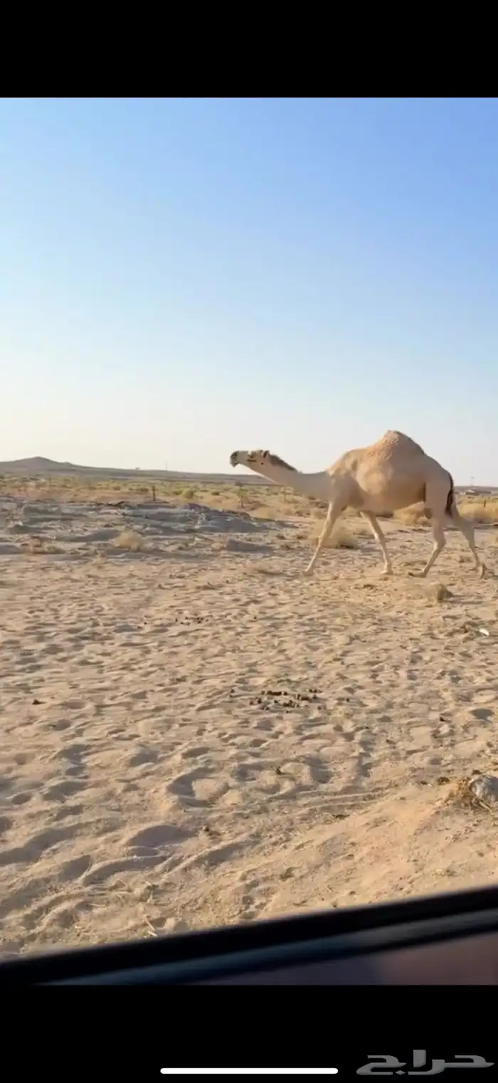 خلفه كفو كفو باتليه 5