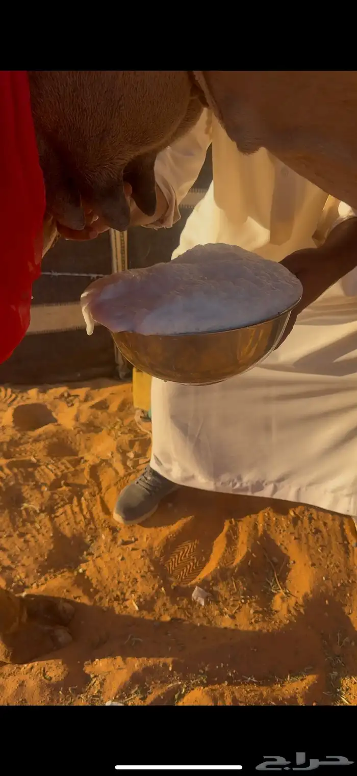 عشرا حمرا بنتها بكره 0